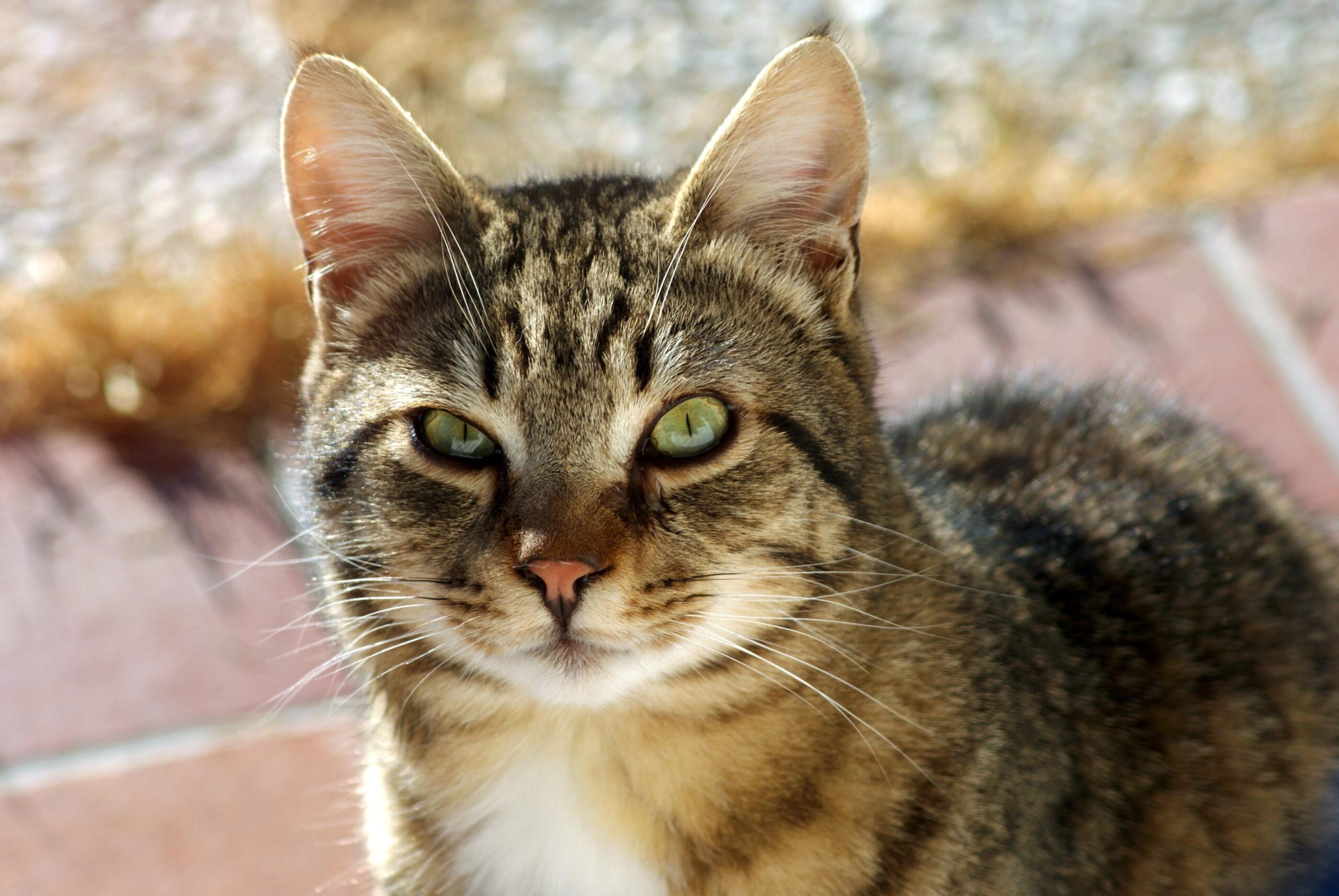 A cat in need of food assistance